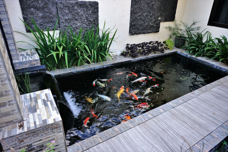 Tranquil Backyard Pond Ideas