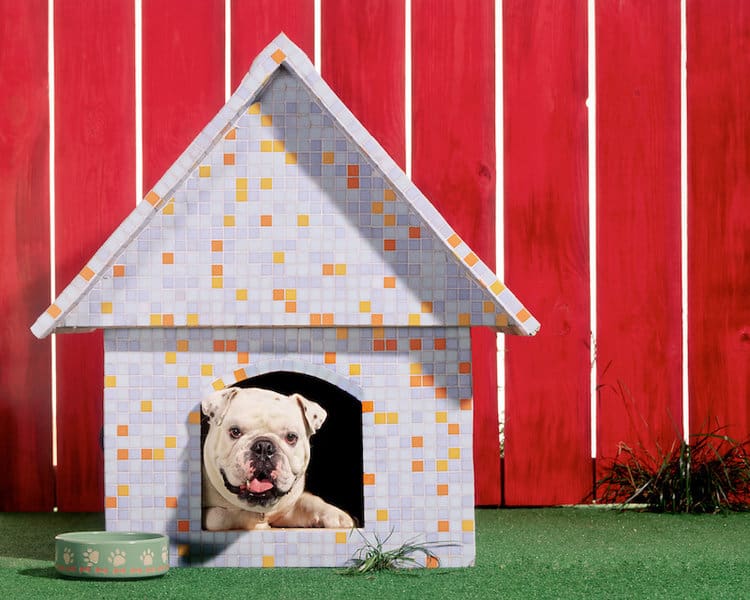 Dog House Design Ideas for Fun and Functionality