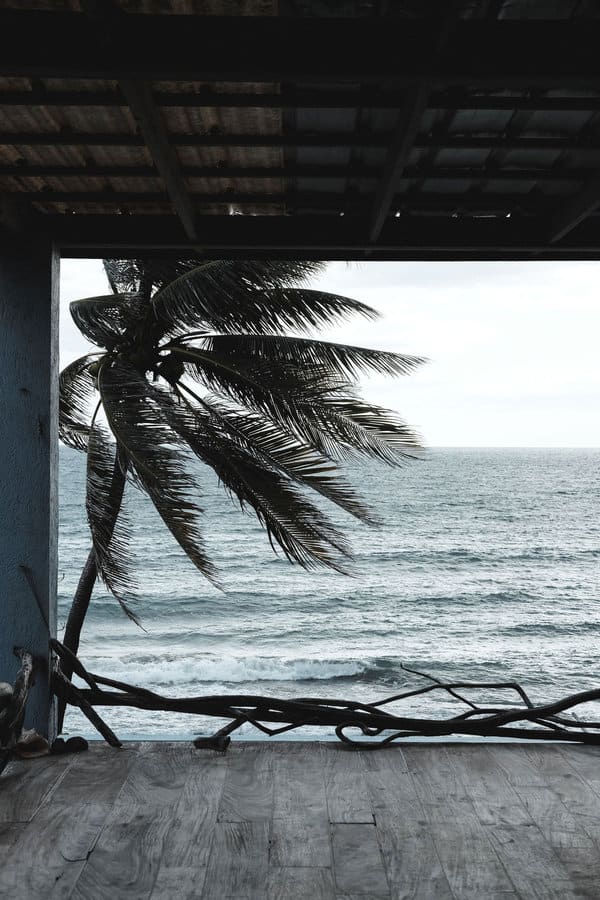 Beach Deck View with Palm Tree