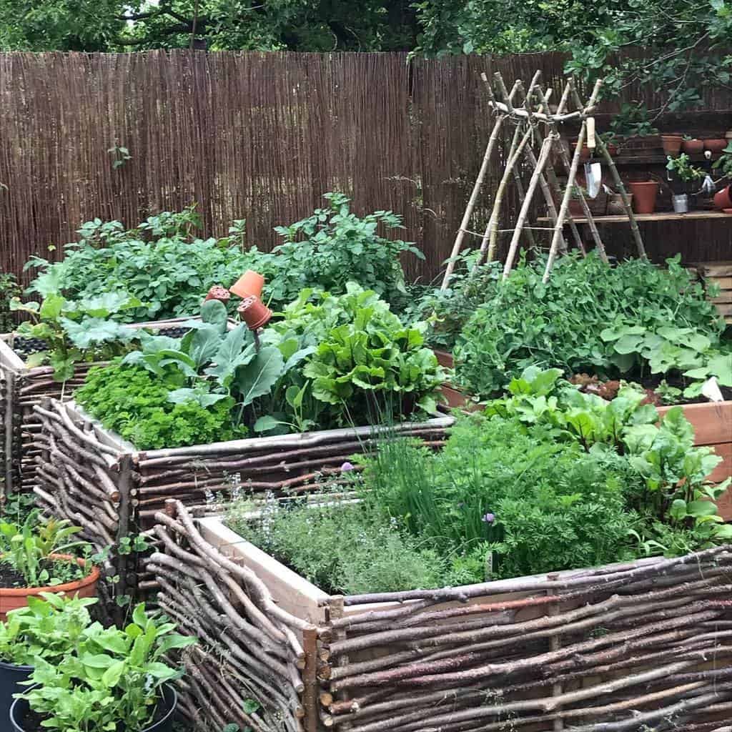 backyard herb garden 