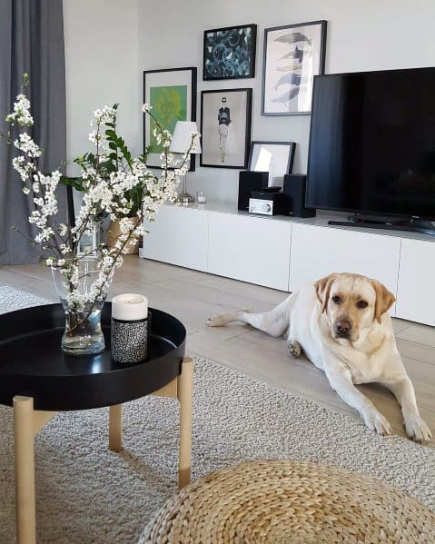 dog lying down in modern living room 