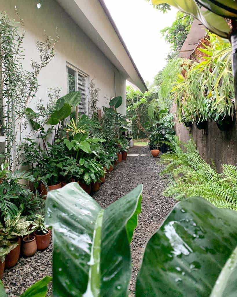 simple narrow side yard with lots of greenery 